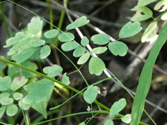 Thalictrum pubescens