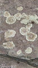 Protoparmeliopsis muralis