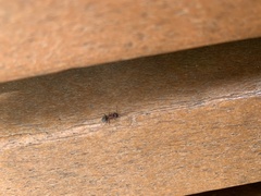 Camponotus planatus