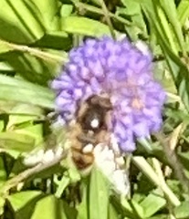 Eristalis tenax