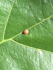 Zopheroteras sphaerula