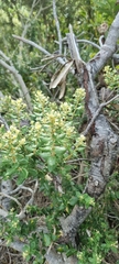 Phylica buxifolia