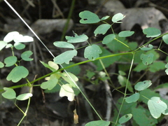 Thalictrum pubescens