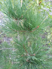 Pinus sylvestris