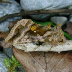 Autographa jota