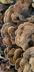 Trametes versicolor