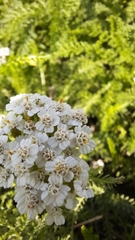 Achillea