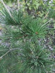 Pinus sylvestris