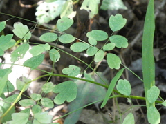 Thalictrum pubescens