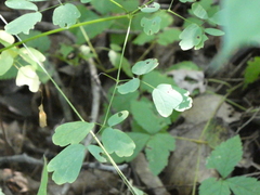 Thalictrum pubescens