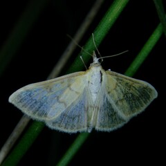 Paratalanta hyalinalis