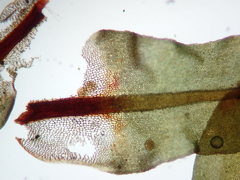 Encalypta streptocarpa