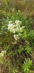 Galium album