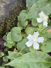 Parnassia asarifolia