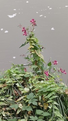 Impatiens glandulifera