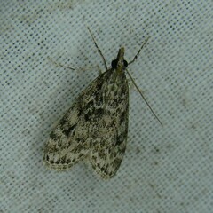 Eudonia truncicolella