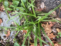 Carex folliculata