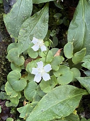 Parnassia asarifolia