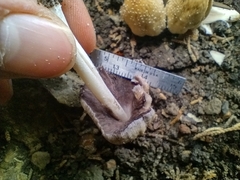 Fungi