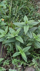 Helianthus tuberosus