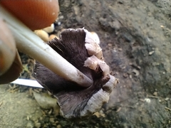 Fungi