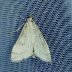 Udea nebulalis