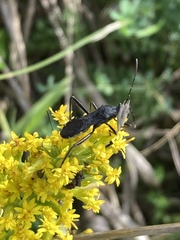 Alydus
