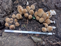 Fungi