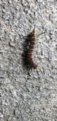 Anisota virginiensis