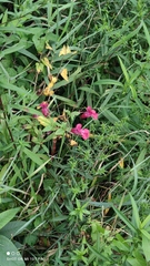 Impatiens glandulifera