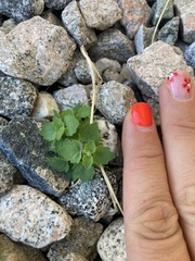 Brickellia desertorum