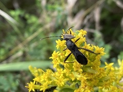 Alydus