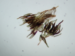 Encalypta streptocarpa