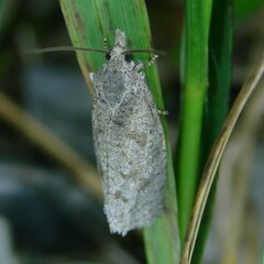 Epiblema grandaevana