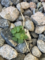 Brickellia desertorum