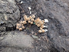 Fungi