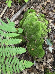 Leucobryum