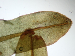 Encalypta streptocarpa