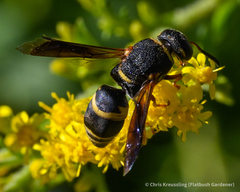 Euodynerus hidalgo boreoorientalis