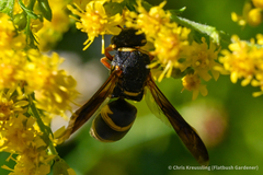 Euodynerus hidalgo boreoorientalis