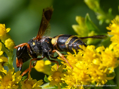 Euodynerus hidalgo boreoorientalis