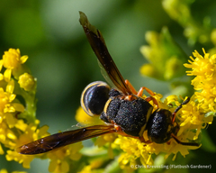 Euodynerus hidalgo boreoorientalis