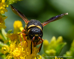 Euodynerus hidalgo boreoorientalis