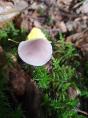 Mycena rosea
