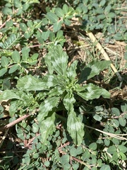 Amaranthus polygonoides