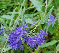 Caryopteris × clandonensis