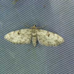 Eupithecia tantillaria