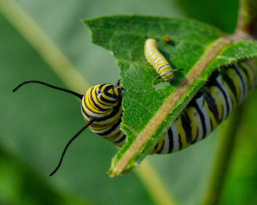 Monarch photographed in Pennsylvania