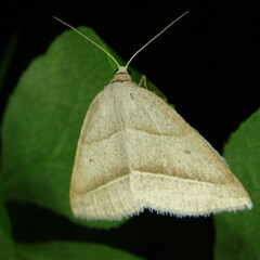 Petrophora chlorosata
