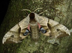 Smerinthus ocellata